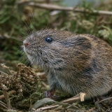 Paprastasis pelėnas - Microtus arvalis | Fotografas Gintautas Steiblys