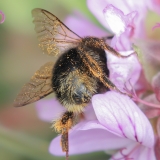 Kanarinė kamanė - Bombus canariensis | Fotografas Gintautas Steiblys