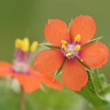 Raudonžiedis progailis - Lysimachia arvensis | Fotografas Gintautas Steiblys