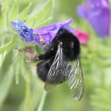 Kanarinė kamanė - Bombus canariensis | Fotografas Gintautas Steiblys