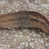 Šiltnaminis šliaužlys - Ambigolimax valentianus | Fotografas Gintautas Steiblys