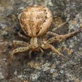 Krabvoris - Xysticus verneaui | Fotografas Gintautas Steiblys