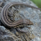 Vakarinis kanarinis driežas - Gallotia galloti ♀ | Fotografas Gintautas Steiblys