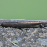 Vakarinis kanarinis scinkas - Chalcides viridanus | Fotografas Gintautas Steiblys