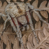 Kryžiuotis - Araneus bufo | Fotografas Gintautas Steiblys