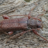 Ūsuotis - Oxypleurus nodieri | Fotografas Gintautas Steiblys
