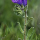 Gyslotinis ežeinis - Echium plantagineum | Fotografas Gintautas Steiblys
