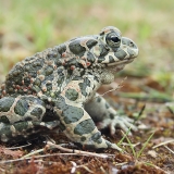 Žalioji rupūžė - Bufotes viridis | Fotografas Gintautas Steiblys