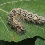 Tamsiapilkis strėlinukas - Acronicta megacephala, vikšras | Fotografas Gintautas Steiblys