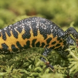 Skiauterėtasis tritonas - Triturus cristatus | Fotografas Gintautas Steiblys