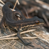 Paprastasis tritonas - Lissotriton vulgaris | Fotografas Gintautas Steiblys