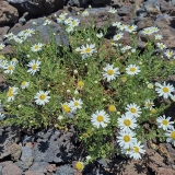 Tenerifinis sidabrūnis - Argyranthemum tenerifae | Fotografas Gintautas Steiblys