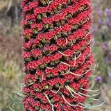 Alavijinis ežeinis - Echium wildpretii | Fotografas Gintautas Steiblys