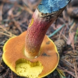 Dėmėtasis perkūnbaravykis - Neoboletus erythropus | Fotografas Gintautas Steiblys