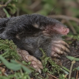 Kurmis - Talpa europaea | Fotografas Gintautas Steiblys