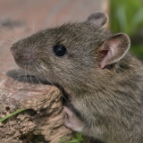 Juodoji žiurkė - Rattus rattus | Fotografas Gintautas Steiblys