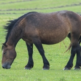Naminis arklys - Equus ferus caballus | Fotografas Gintautas Steiblys