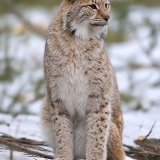 Paprastoji lūšis - Lynx lynx | Fotografas Gintautas Steiblys