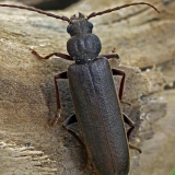 Rudasis gaisrasekis - Arhopalus rusticus | Fotografas Gintautas Steiblys