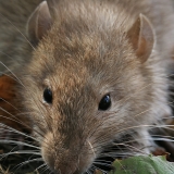 Pilkoji žiurkė - Rattus norvegicus | Fotografas Gintautas Steiblys