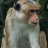 Ceiloninė makaka - Macaca sinica | Fotografas Gintautas Steiblys