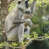 Kuoduotasis pilkasis langūras - Semnopithecus priam | Fotografas Gintautas Steiblys