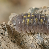 Vėdarėlis - Armadillidium cf. vulgare | Fotografas Gintautas Steiblys