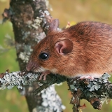 Geltonkaklė pelė - Apodemus flavicollis | Fotografas Gintautas Steiblys