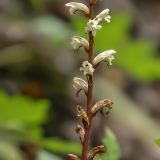 Gebeninė džioveklė - Orobanche hederae | Fotografas Gintautas Steiblys