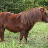 Šetlando ponis - Equus ferus caballus 'Shetland pony' | Fotografas Gintautas Steiblys