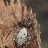 Kanarinis plyšininkas - Zygiella minima ? | Fotografas Gintautas Steiblys