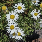 Tenerifinis sidabrūnis - Argyranthemum tenerifae | Fotografas Gintautas Steiblys
