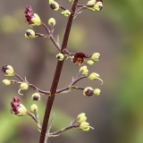 Bervidis - Scrophularia glabrata | Fotografas Gintautas Steiblys