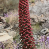 Alavijinis ežeinis - Echium wildpretii | Fotografas Gintautas Steiblys