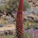 Alavijinis ežeinis - Echium wildpretii | Fotografas Gintautas Steiblys