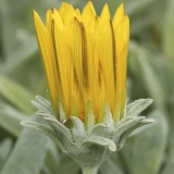 Standžioji gazanija - Gazania rigens | Fotografas Gintautas Steiblys