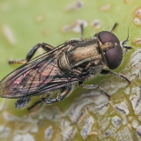 Žiedmusė - Eumerus purpureus | Fotografas Gintautas Steiblys