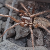 Plokščiapilvis - Nomisia sp. | Fotografas Gintautas Steiblys