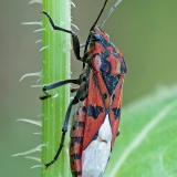 Dirvablakė - Spilostethus pandurus | Fotografas Gintautas Steiblys