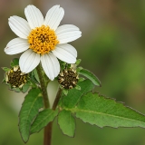 Plaukuotasis lakišius - Bidens pilosa | Fotografas Gintautas Steiblys
