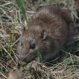 Pilkoji žiurkė - Rattus norvegicus | Fotografas Gintautas Steiblys