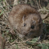 Pilkoji žiurkė - Rattus norvegicus | Fotografas Gintautas Steiblys
