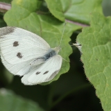Ropinis baltukas - Pieris rapae ♀ | Fotografas Gintautas Steiblys
