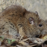 Pilkoji žiurkė - Rattus norvegicus | Fotografas Gintautas Steiblys