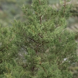 Kanarinis kadagys - Juniperus canariensis | Fotografas Gintautas Steiblys