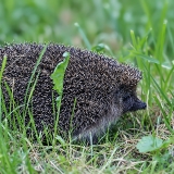 Šiaurinis baltakrūtis ežys - Erinaceus roumanicus | Fotografas Gintautas Steiblys