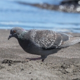 Naminis karvelis - Columba livia var. domestica | Fotografas Gintautas Steiblys