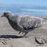 Naminis karvelis - Columba livia var. domestica | Fotografas Gintautas Steiblys