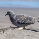 Naminis karvelis - Columba livia var. domestica | Fotografas Gintautas Steiblys