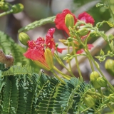 Karališkasis ugniamedis - Delonix regia | Fotografas Gintautas Steiblys